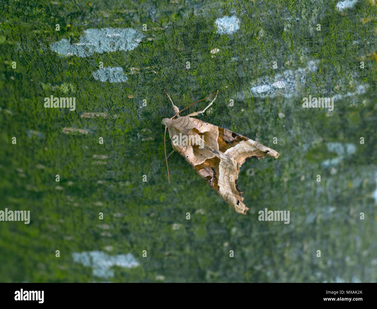Angle Shades Phlogophora meticulosa moth resting Stock Photo