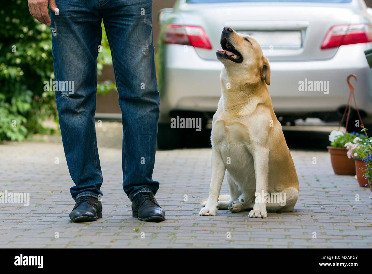 Rear view cute labrador retriever hi-res stock photography and images ...
