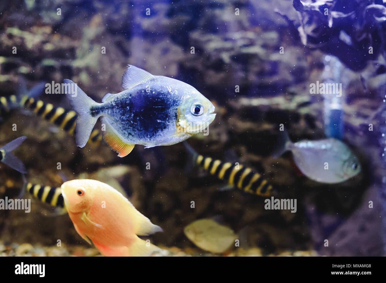 beautiful exotic large aquarium fish swimming in the water, marine life