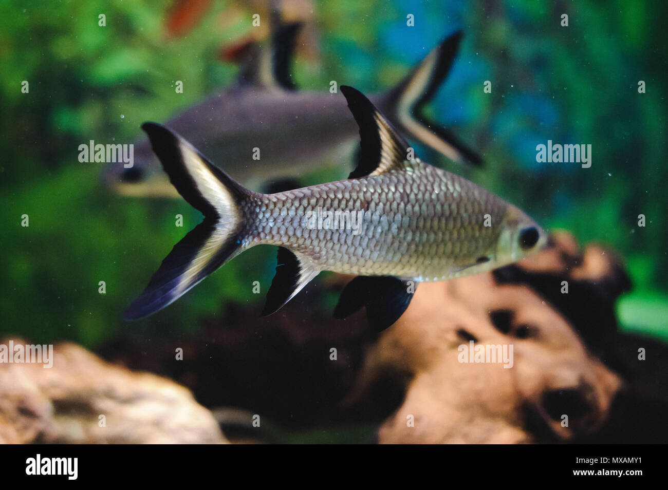 beautiful exotic large aquarium fish swimming in the water, marine life of the underwater world