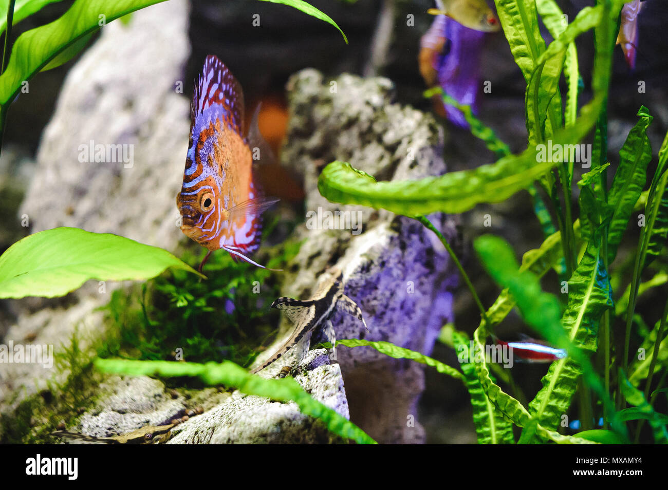 beautiful exotic large aquarium fish swimming in the water, marine life