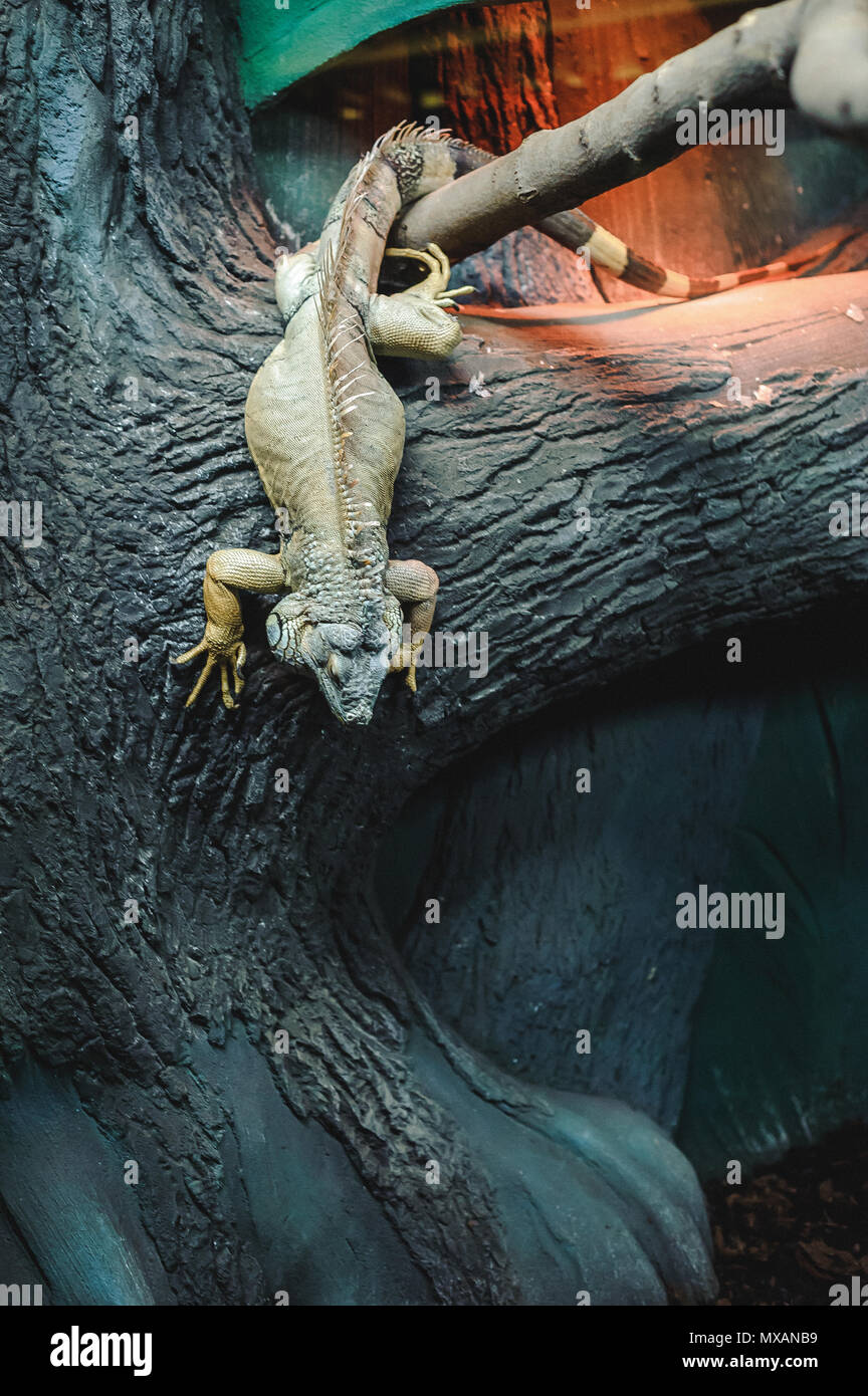 big green lizard Iguana in the cage, down to earth with a tree Stock