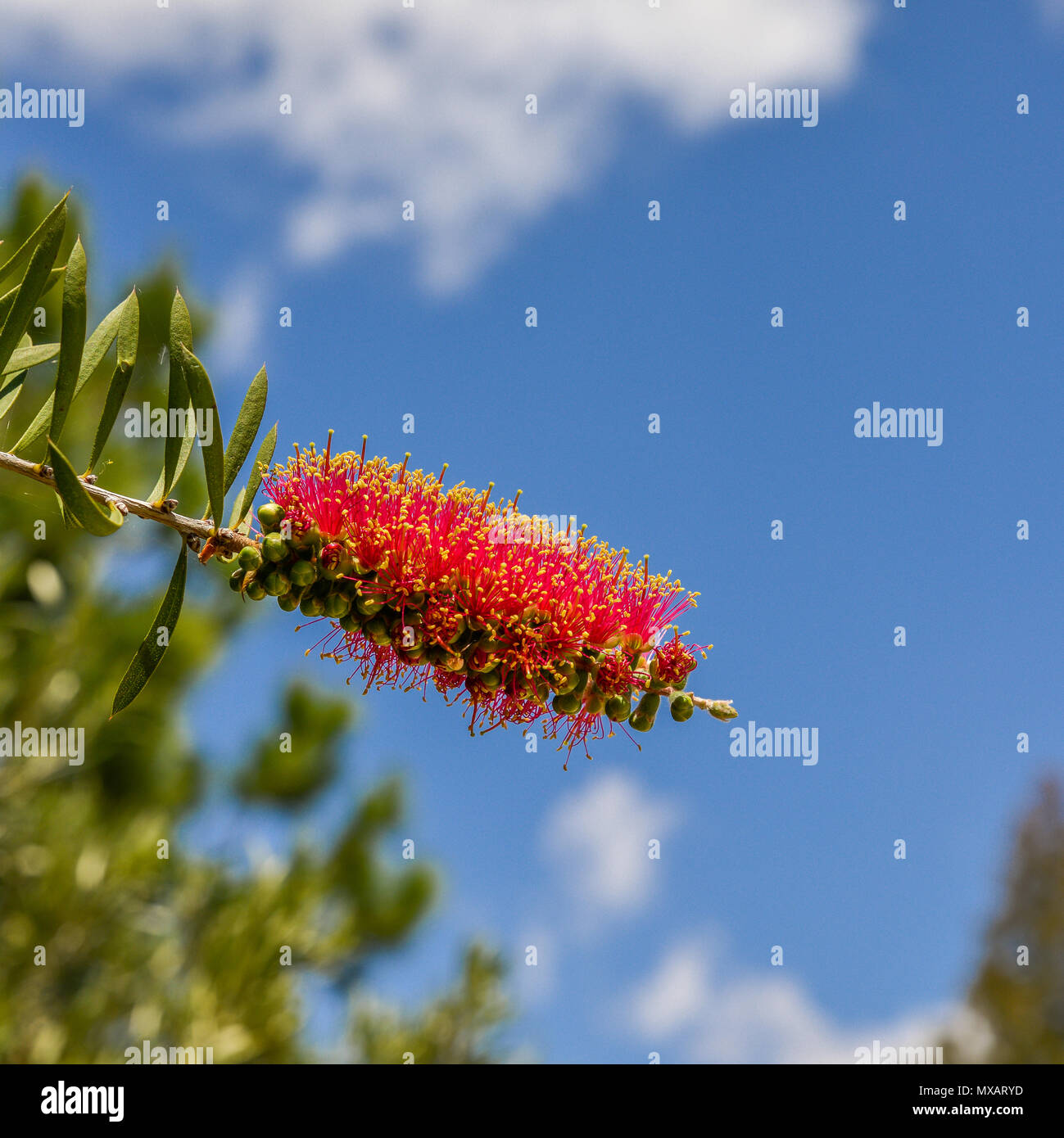 Melaleuca citrina, commonly known as common red, crimson or lemon bottlebrush, is a plant in the myrtle family Stock Photo