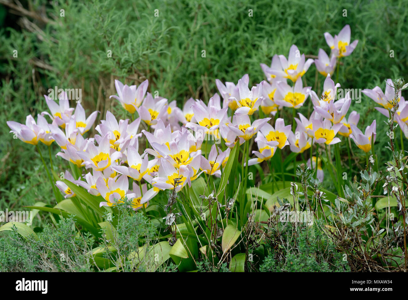 Tulip flowers - Tulipa saxatilis  From Southern Aegean islands, Crete & West Turkey Stock Photo