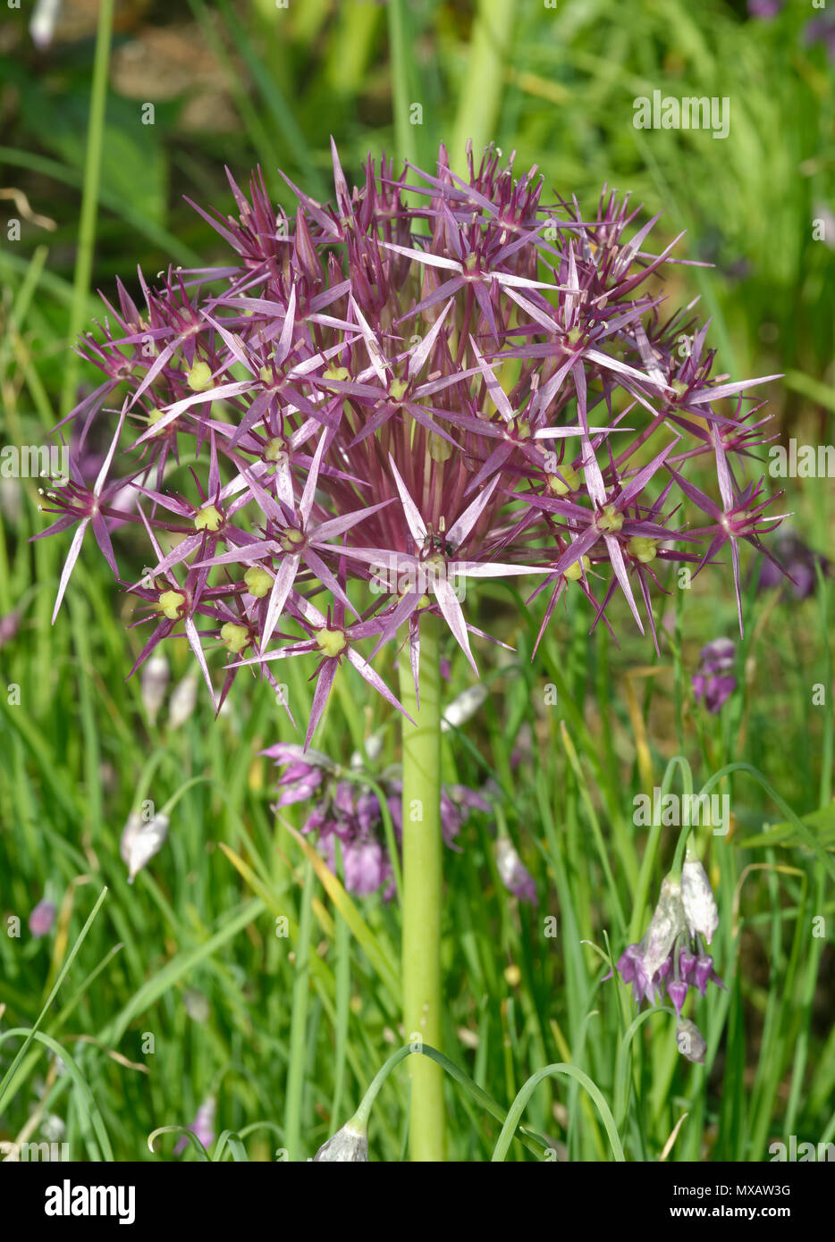 Star of Persia - Allium cyathophorum var. farreri  native of China Stock Photo