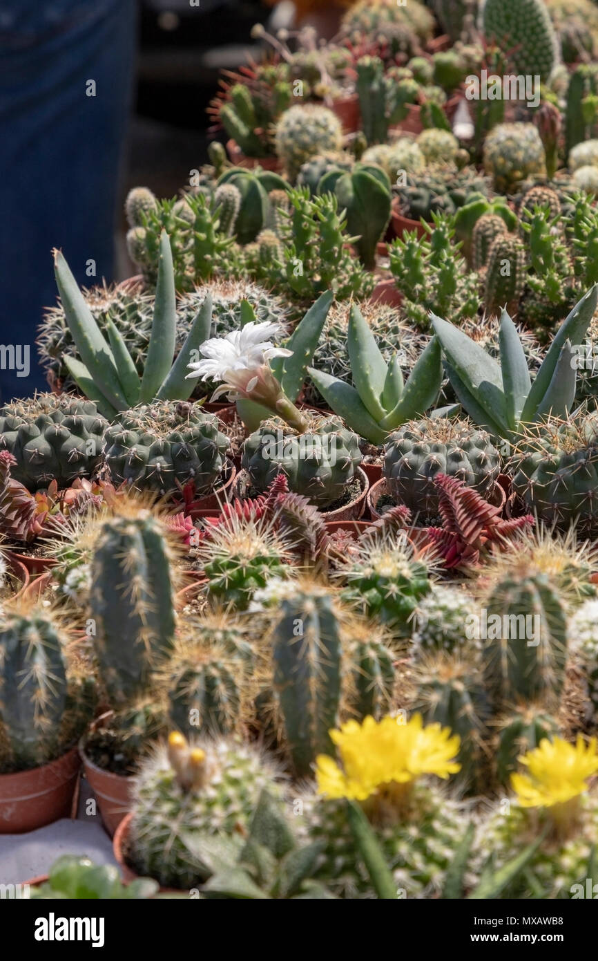 Small succulents hi-res stock photography and images - Alamy