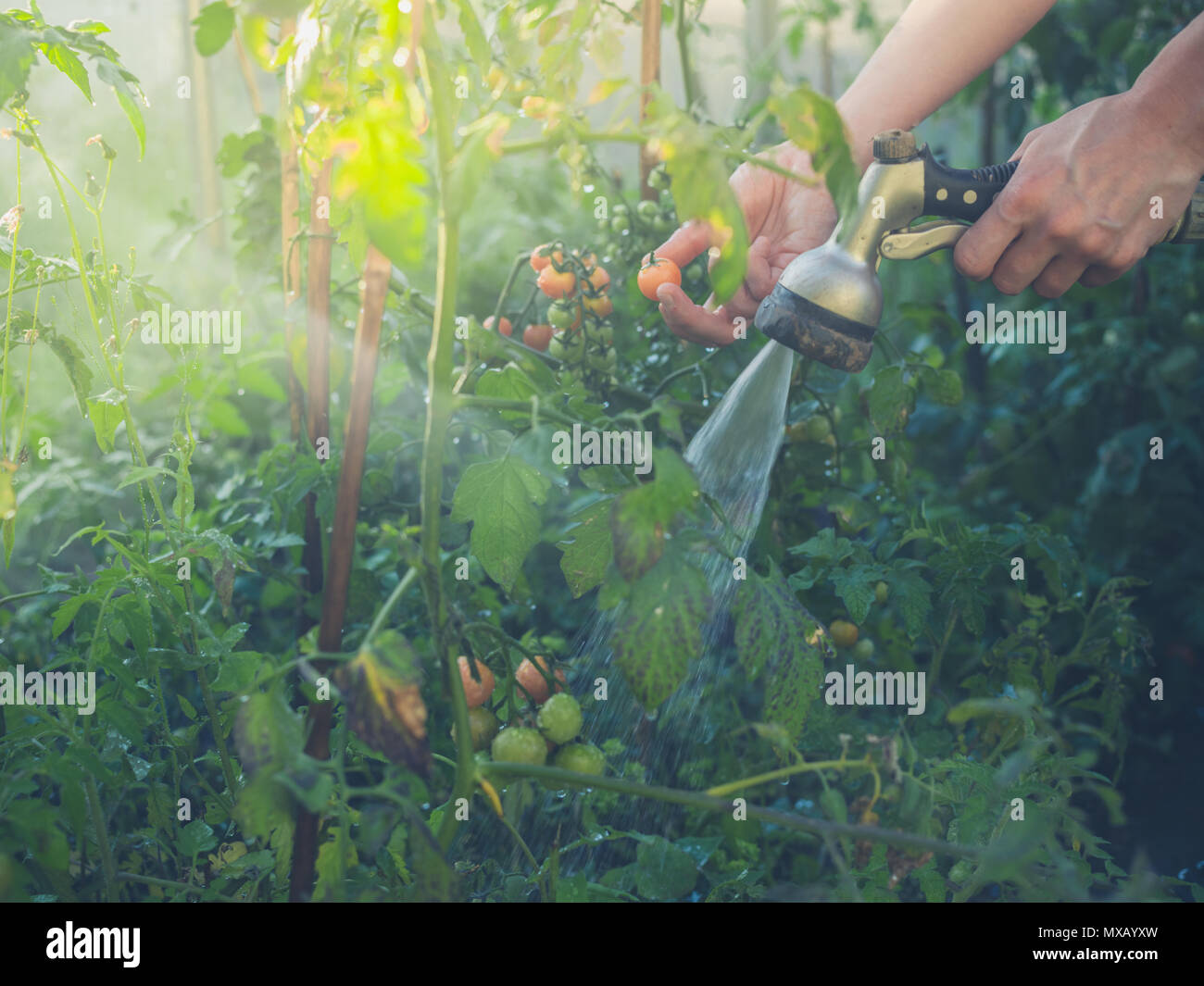 The hands of a young woman watering tomato plants in a greenhouse Stock ...