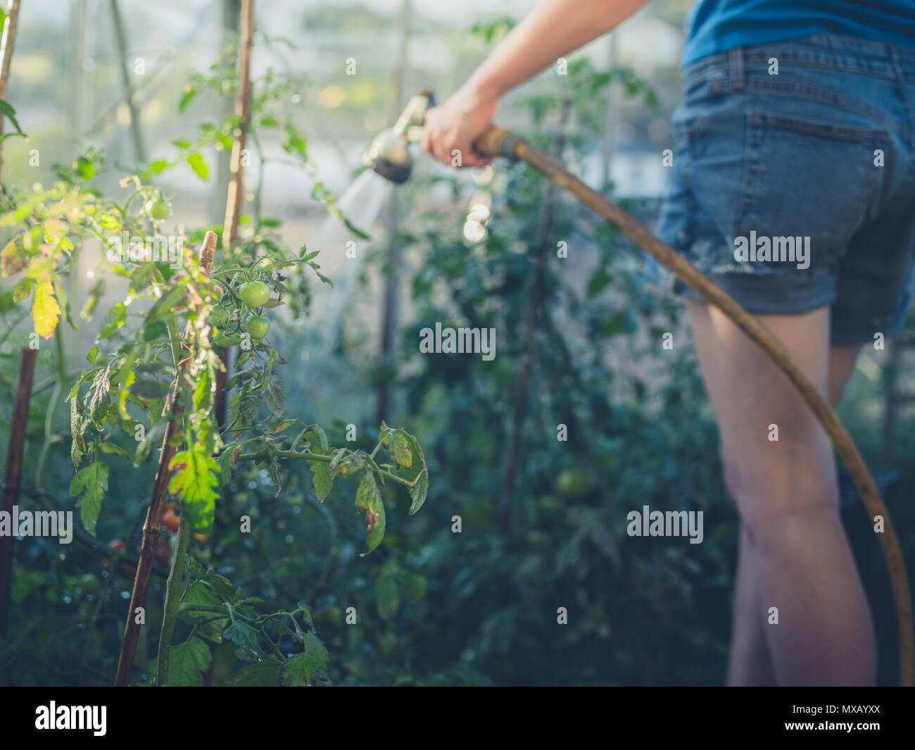 A young woman is watering the tomato plants in her greenhouse Stock ...