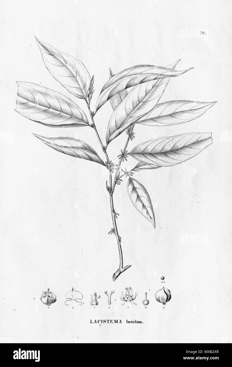 . Illustration of Lacistema lucidum . between 1852 and 1863. Carl Friedrich Philipp von Martius (1794-1868) 356 Lacistema lucidum Stock Photo