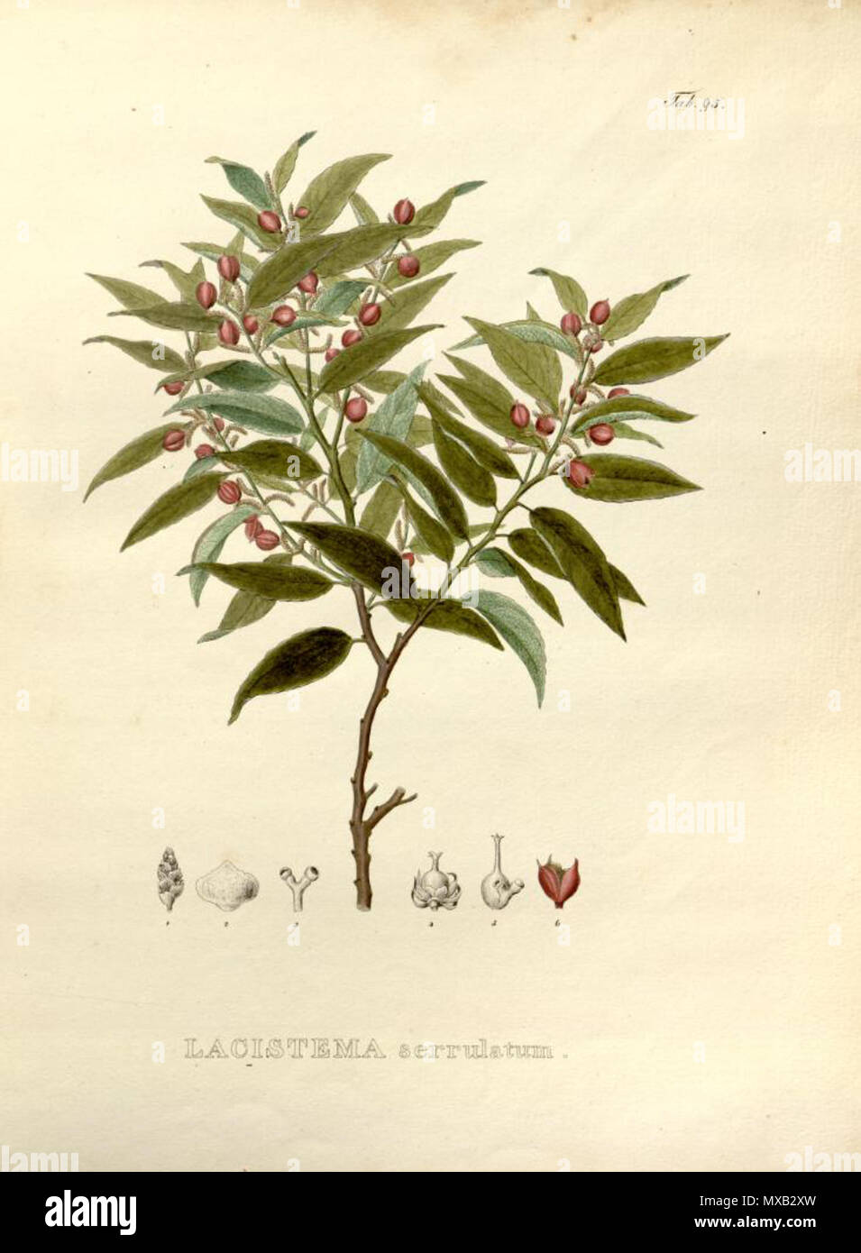 . Illustration of Lacistema serrulatum . 1824. Carl Friedrich Philipp von Martius (1794-1868) 356 Lacistema serrulatum Stock Photo