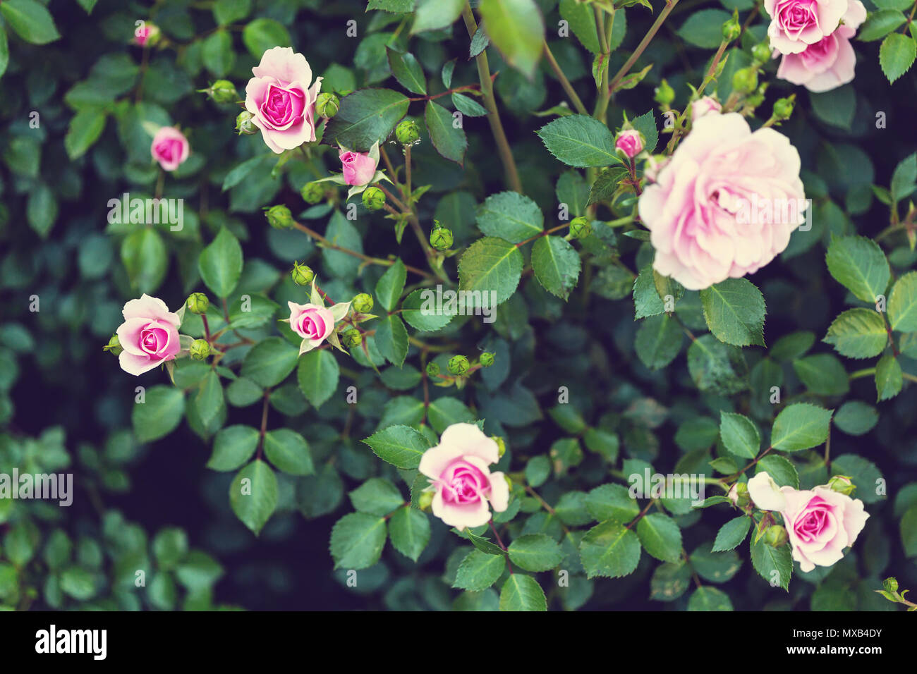 Pink Rose, beautiful nature background Stock Photo - Alamy