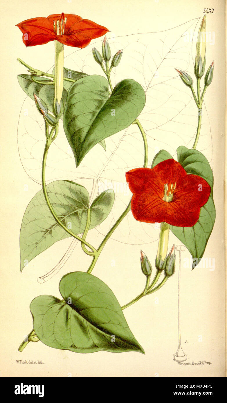 . Ipomoea nationis . 1864. Hooker 300 Ipomoea nationis (Quamoclit nationis) Bot. Mag. 90. 5432. 1864. Stock Photo