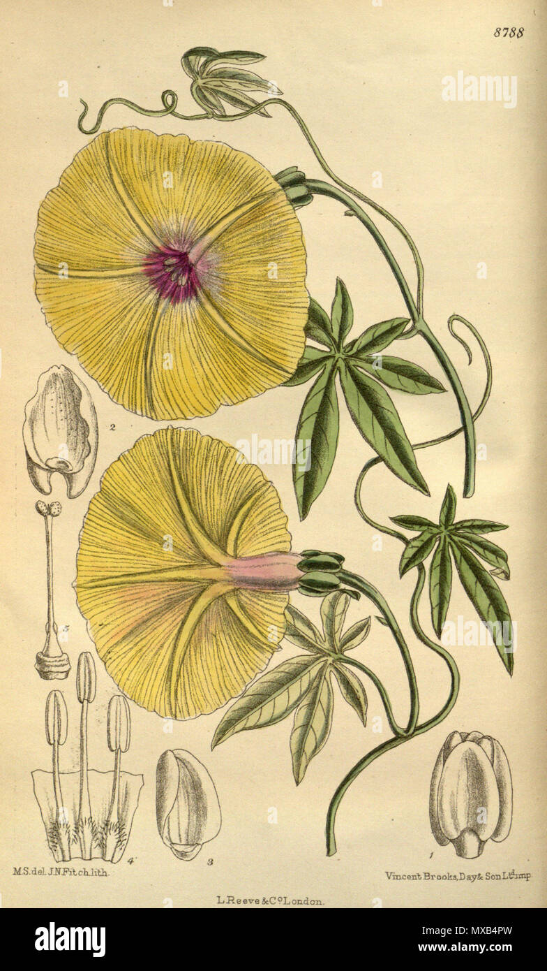 . Ipomoea dasysperma (= Ipomoea tuberculata), Convolvulaceae . 1919. M.S. del., J.N.Fitch lith. 300 Ipomoea dasysperma 145-8788 Stock Photo