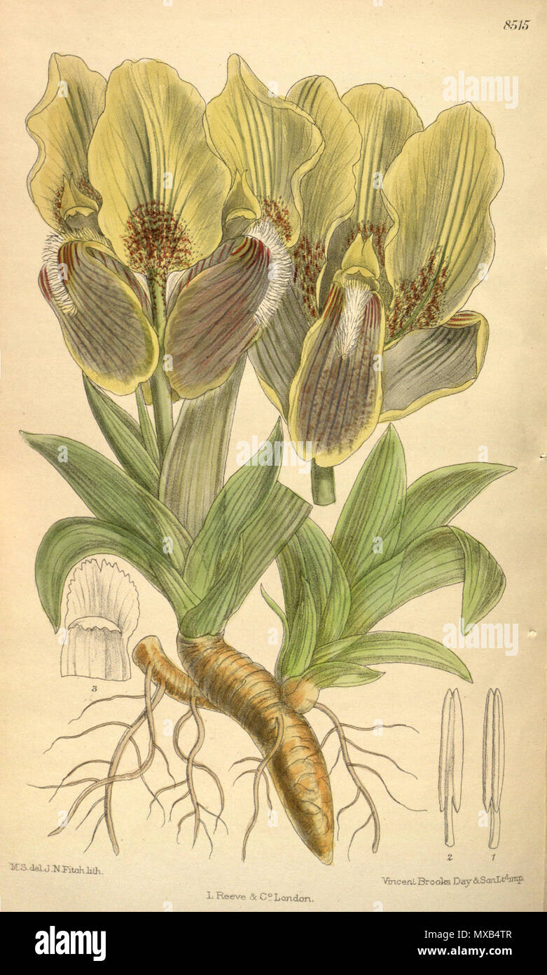. Iris mellita (= Iris suaveolens), Iridaceae . 1913. M.S. del, J.N.Fitch, lith. 300 Iris mellita 139-8515 Stock Photo