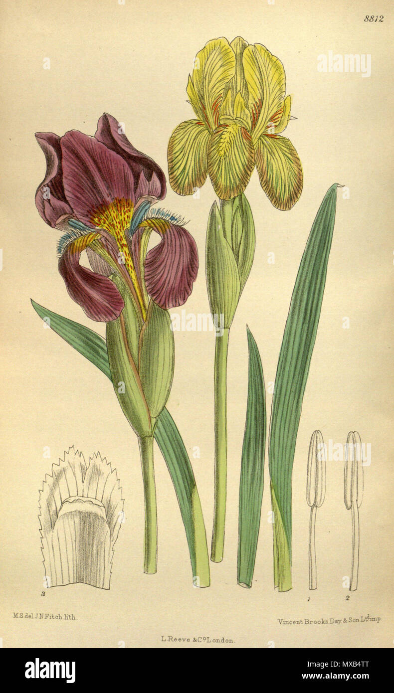 . Iris reichenbachii, Iridaceae . 1919. M.S. del., J.N.Fitch lith. 300 Iris reichenbachii 145-8812 Stock Photo