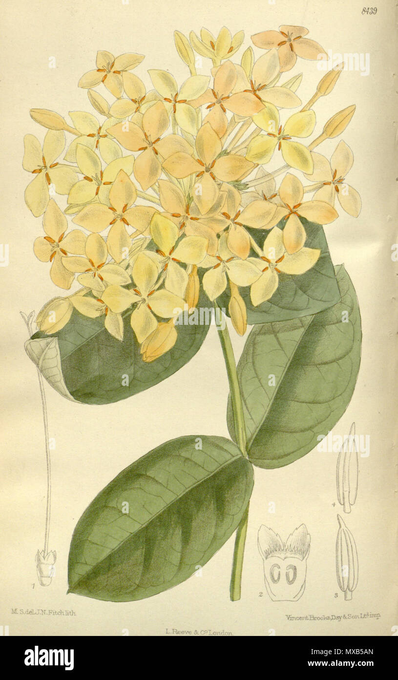 . Ixora lutea (= Ixora coccinea), Rubiaceae . 1912. M.S. del, J.N.Fitch, lith. 304 Ixora lutea 138-8439 Stock Photo