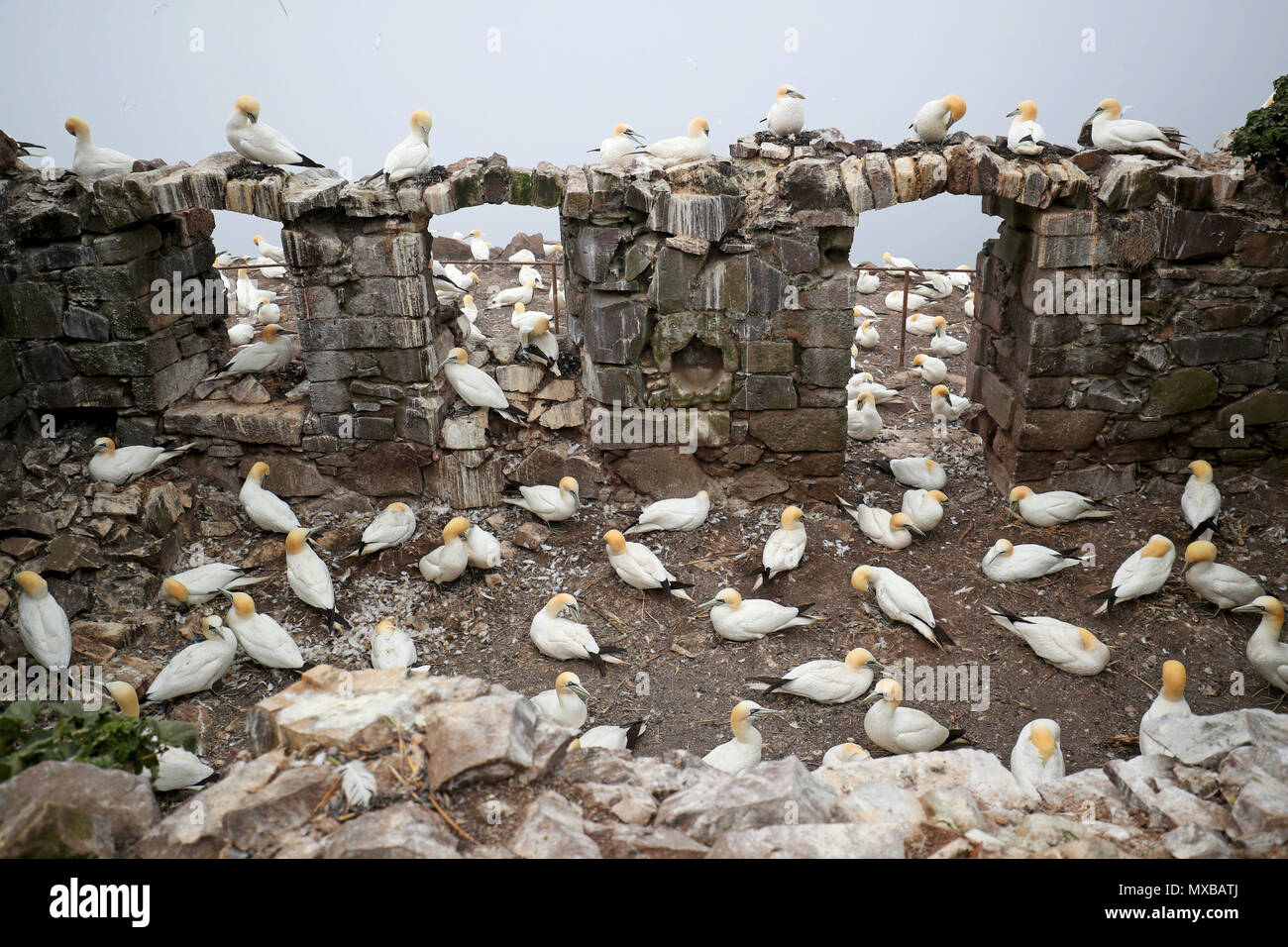Thousands of Northern gannets gather nest material as they prepare for the new breeding season on the Bass Rock, in the Firth of Forth, forming the largest single-island colony of gannets in the world. Stock Photo