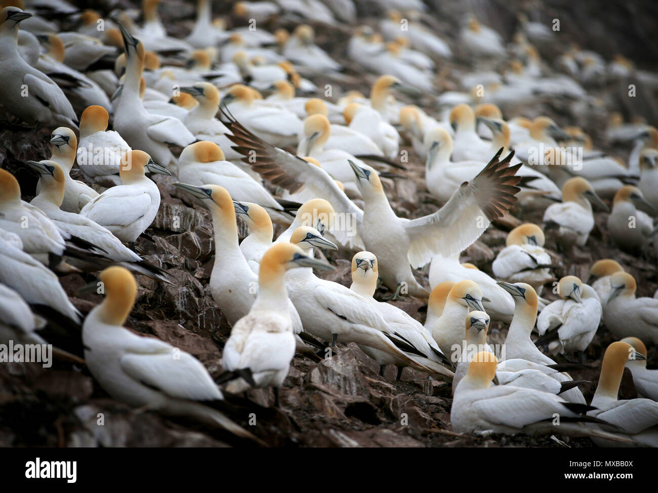 Thousands of Northern gannets gather nest material as they prepare for the new breeding season on the Bass Rock, in the Firth of Forth, forming the largest single-island colony of gannets in the world. Stock Photo