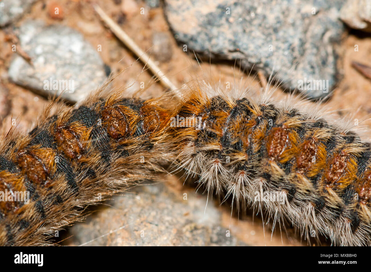 Processionary caterpillars hi-res stock photography and images - Alamy