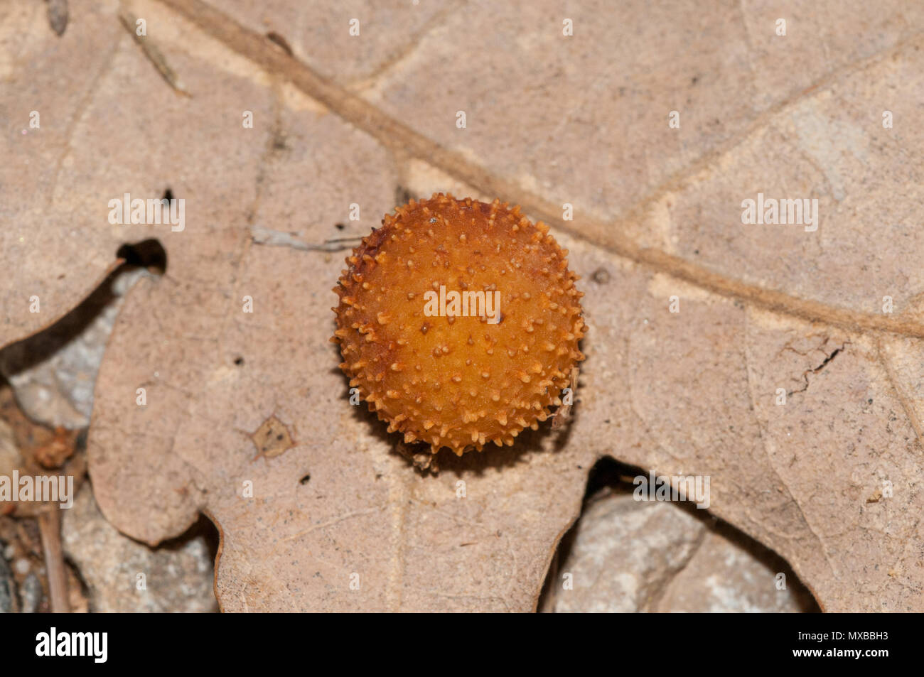 Cynips, gall wasp, galls, Cynips quercusfolii, dry leave Stock Photo
