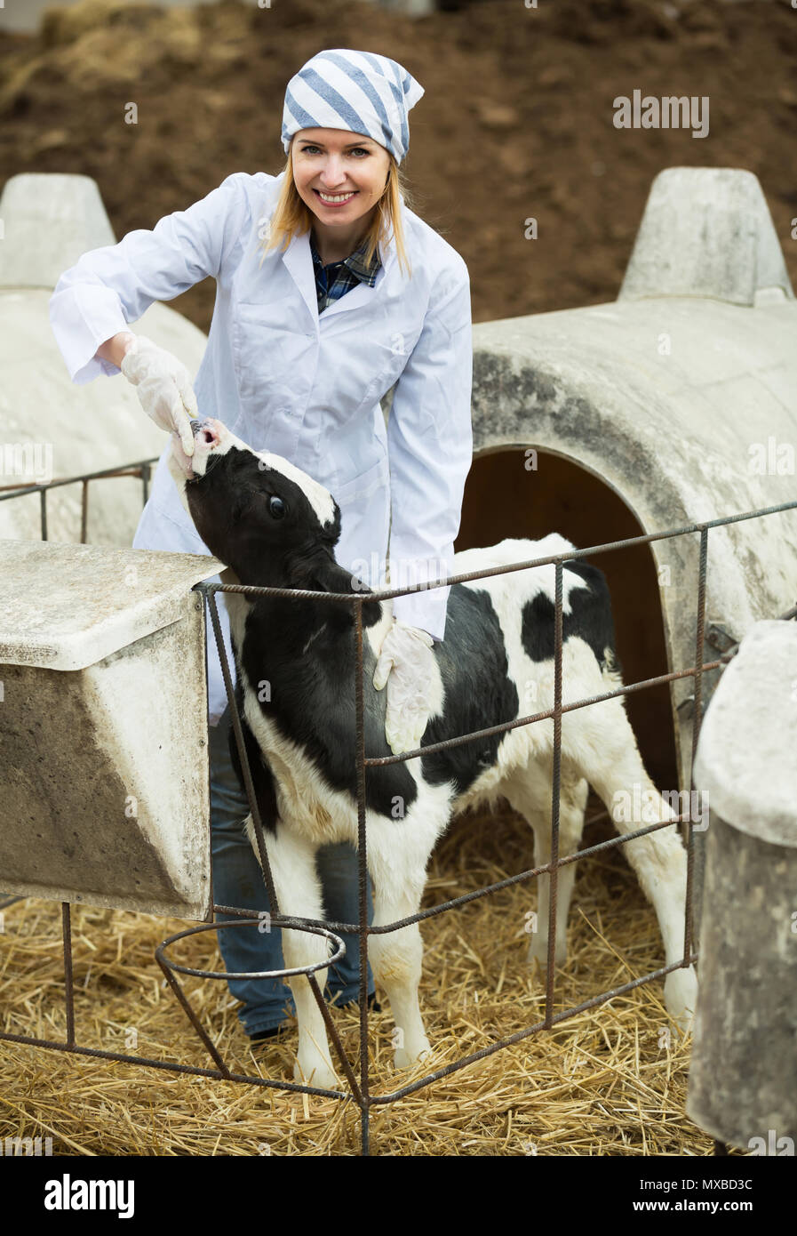 Smiling vet taking care of newborn calf in livestock farm Stock Photo
