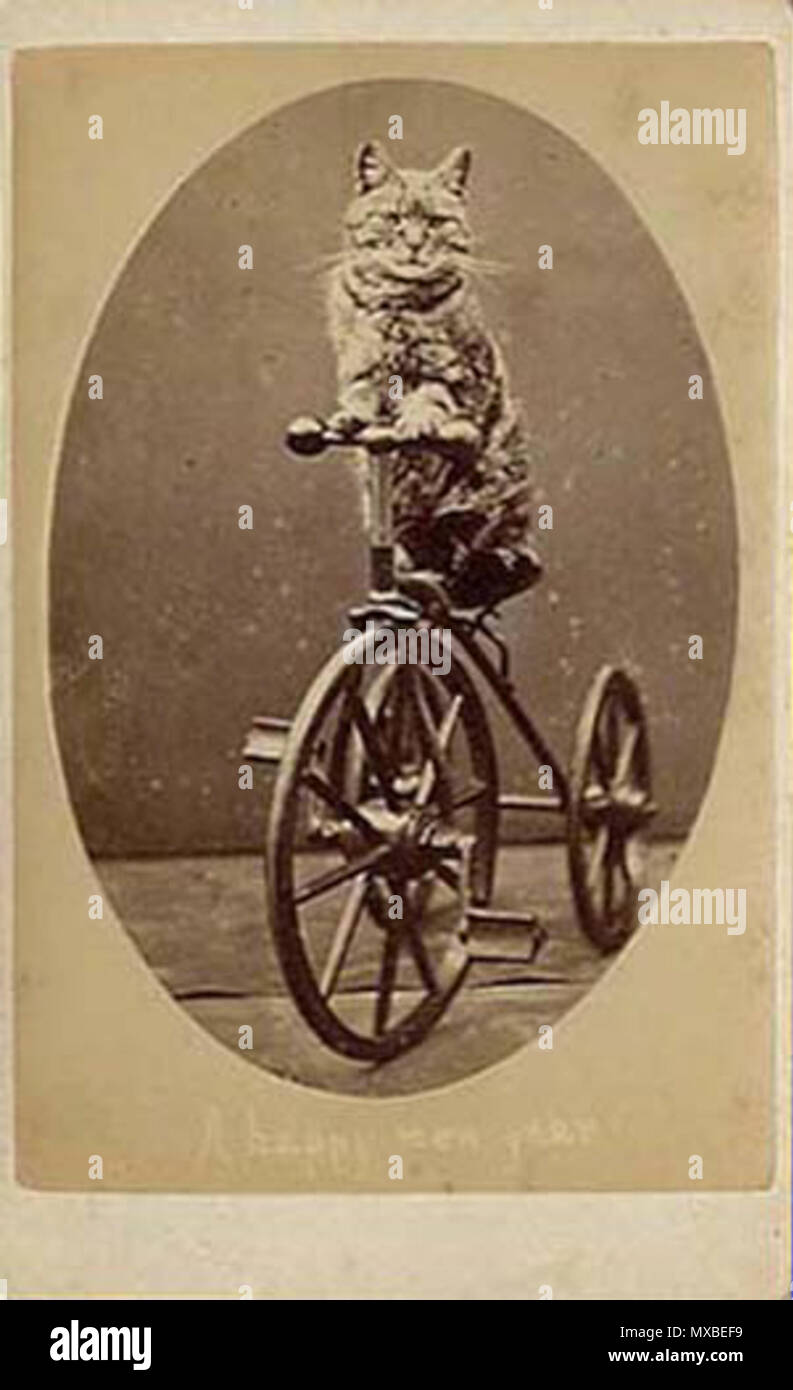 . English A cat sitting on a tricycle, a carte from 'The Brighton Cats