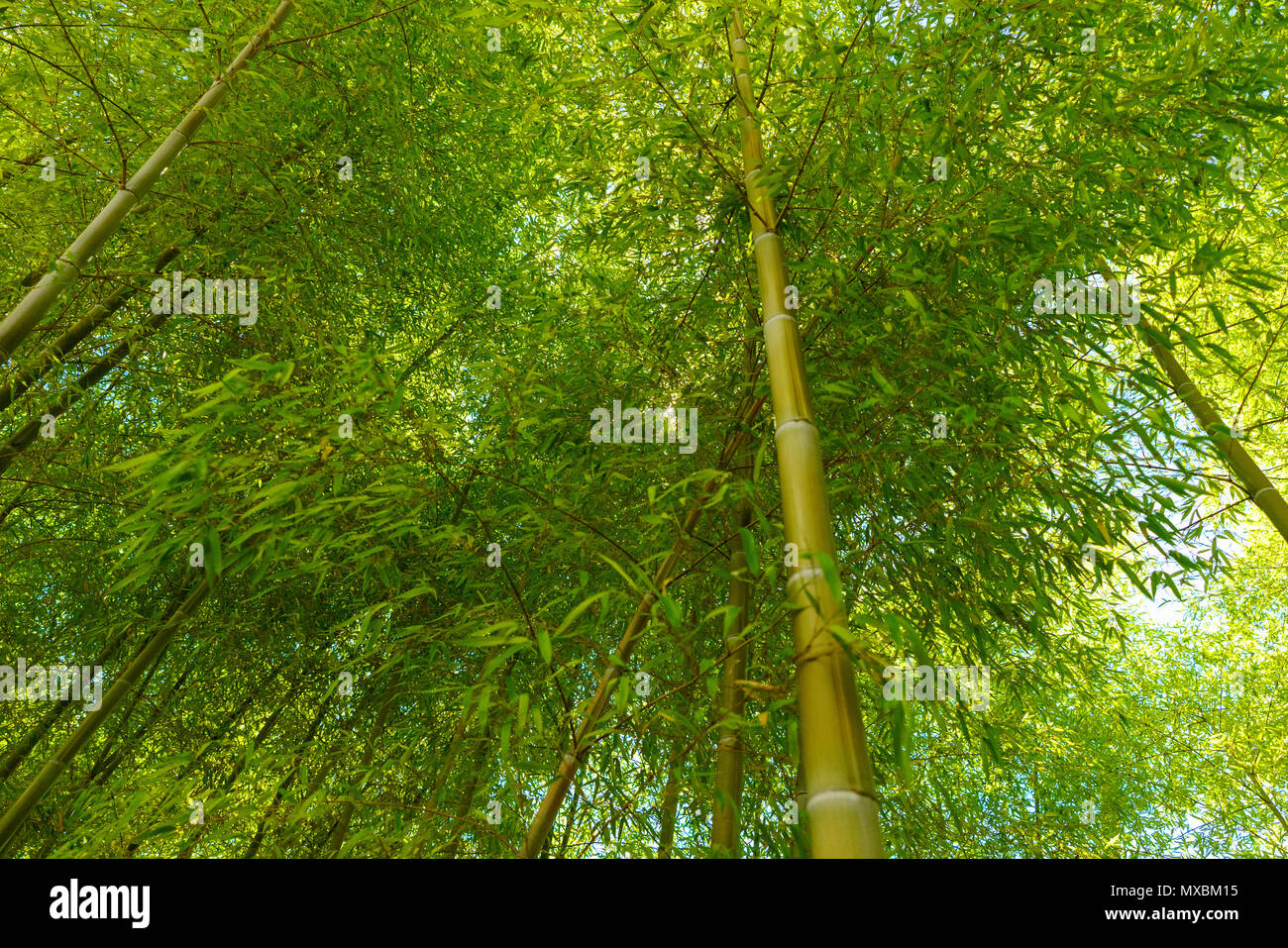 A bamboo grove in Tokyo, Japan with the sun shining through the green canopy Stock Photo Alamy