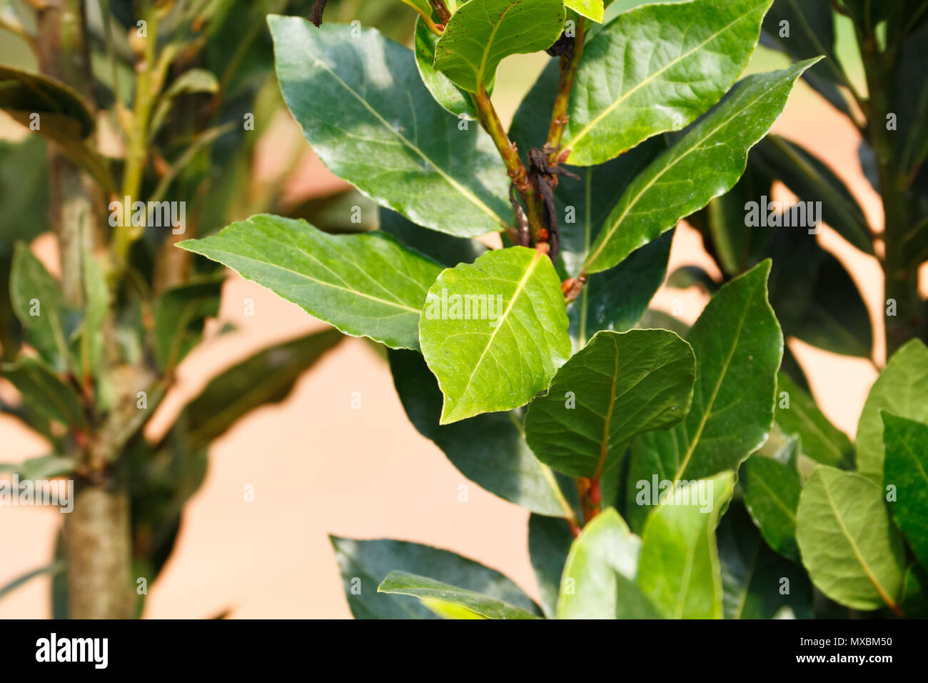 Bay Leaf Tree Laurus Nobilis Bay Laurel Laurel Tree The