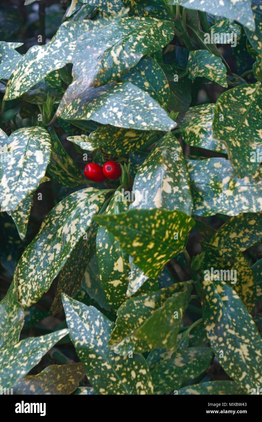 Variegated gold dust plant (Aucuba japonica Variegata). Known as