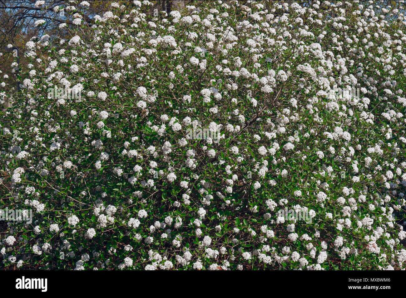 Mohawk viburnum (Viburnum x Burkwoodii Mohawk). One of hybrids between