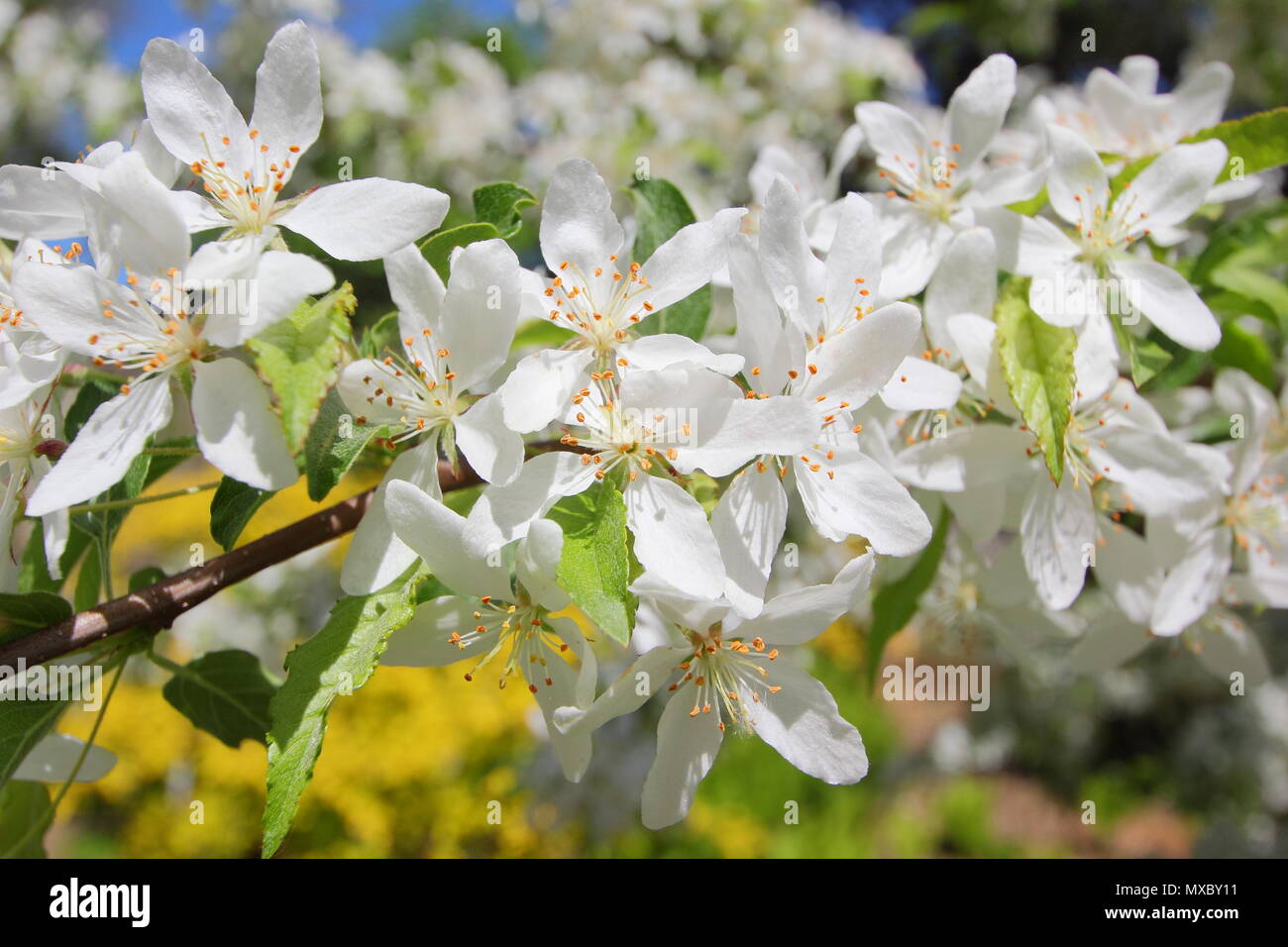 Malus transitoria. Cut leaf crab apple blossom in spring,, England, UK Stock Photo