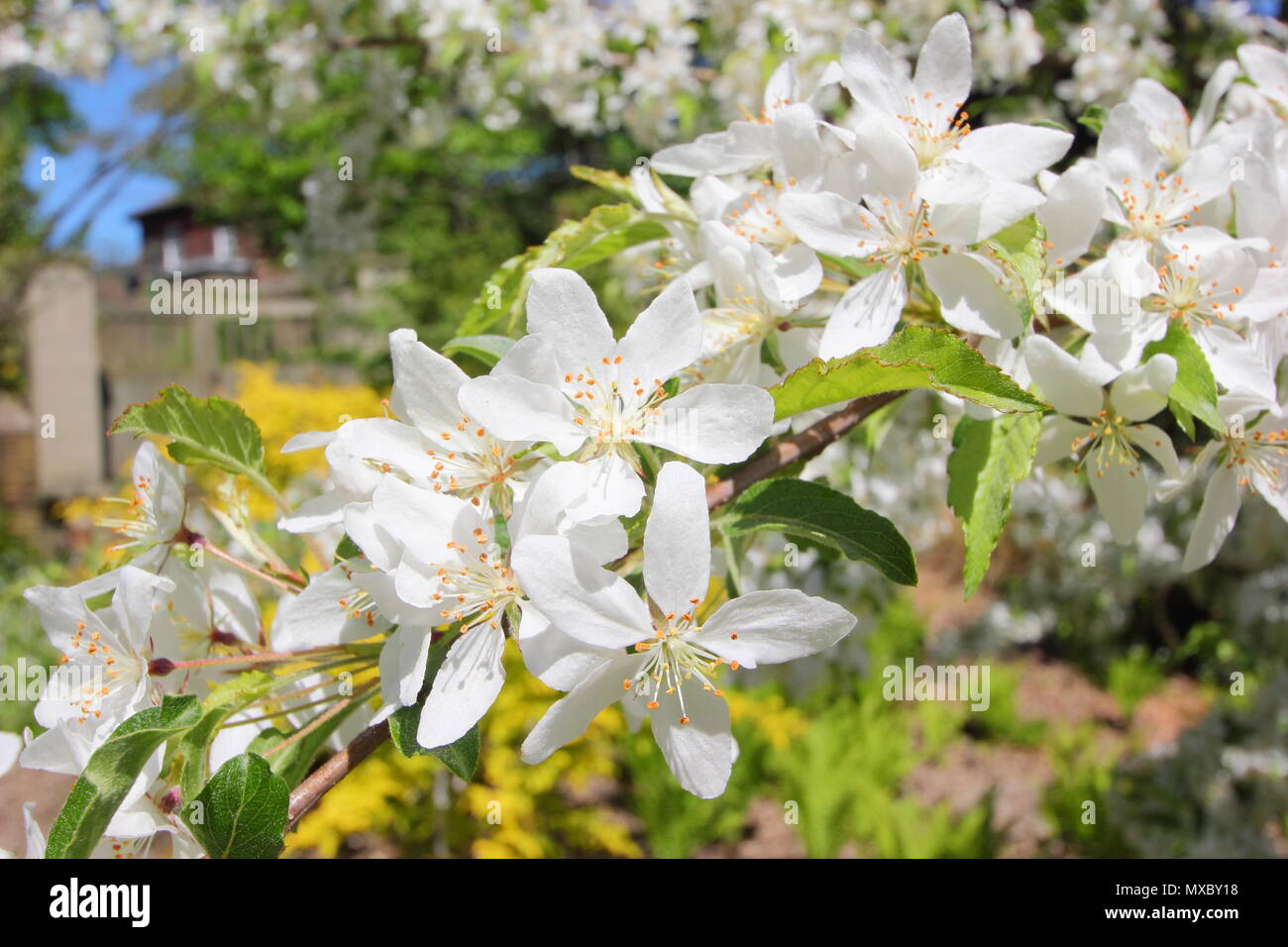 Malus transitoria. Cut leaf crab apple blossom in spring,, England, UK Stock Photo