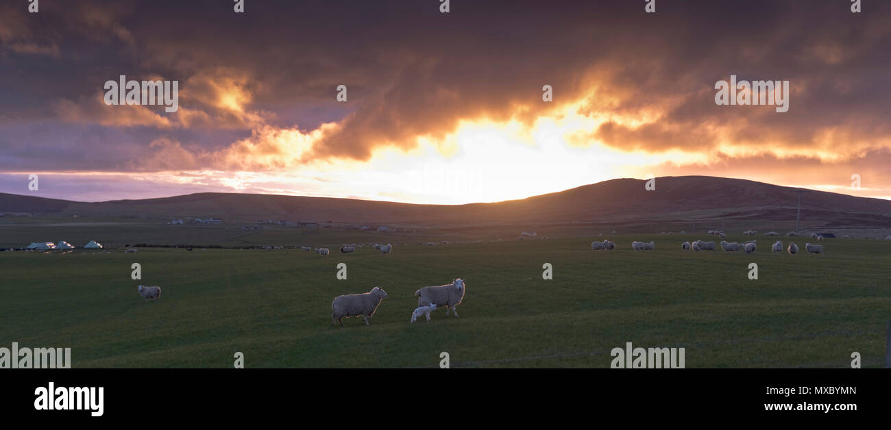 FARMING ORKNEY Sheep and lamb in field dramatic sunset dusk Scotland lambs uk highlands Stock Photo