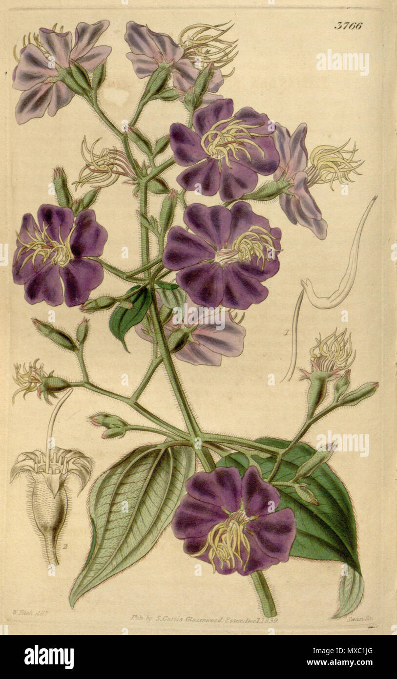 . Lasiandra petiolata (=Tibouchina gaudichaudiana), Melastomataceae . between 1839 and 1840. W.Fitch del., Swan Sc. 360 Lasiandra petiolata 66-3766 Stock Photo