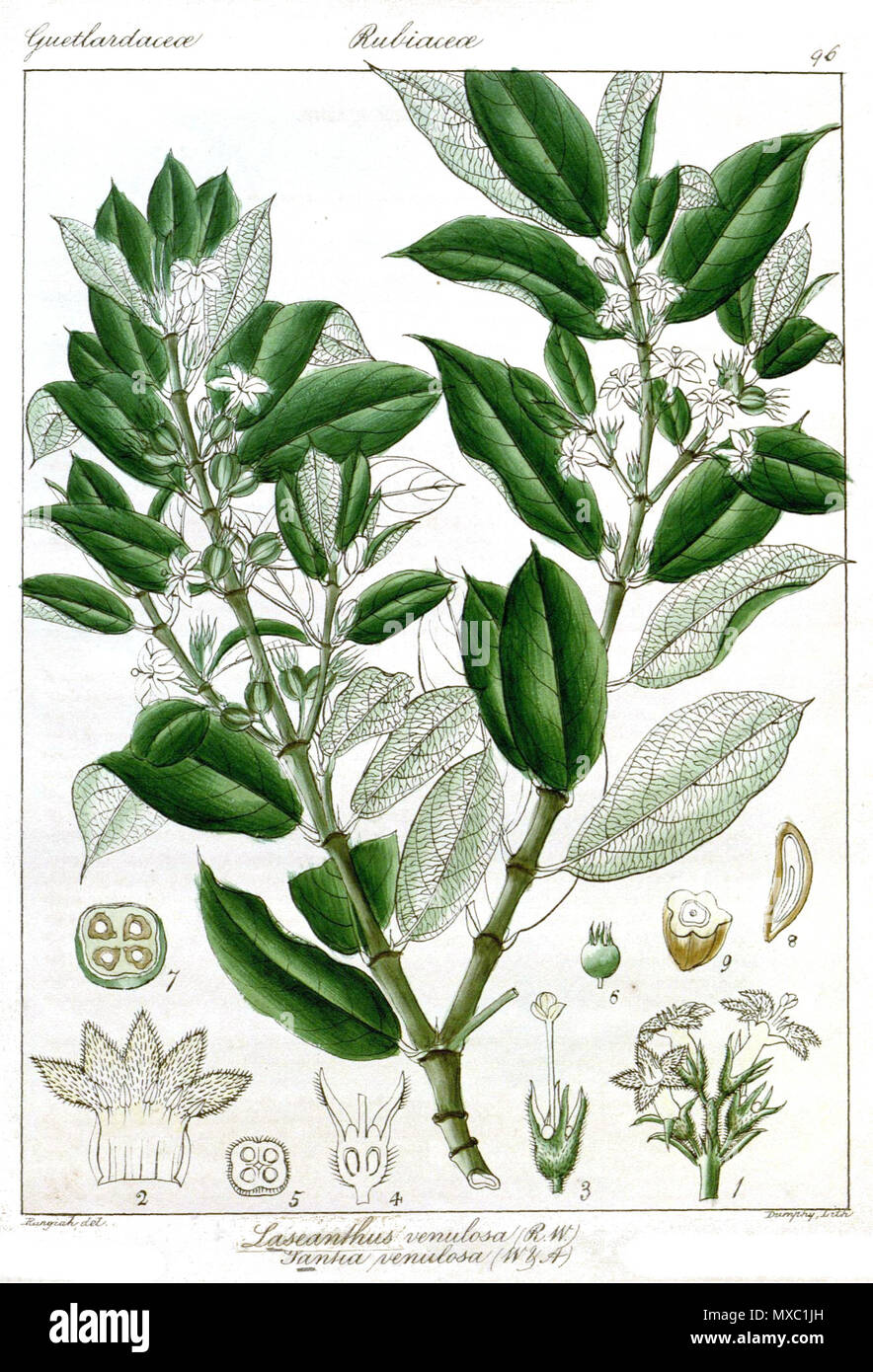 . English: Lasianthus venulosa . 1851. art:Rungiah ; text:Robert Wight 360 Lasianthus venulosa Rungiah Stock Photo