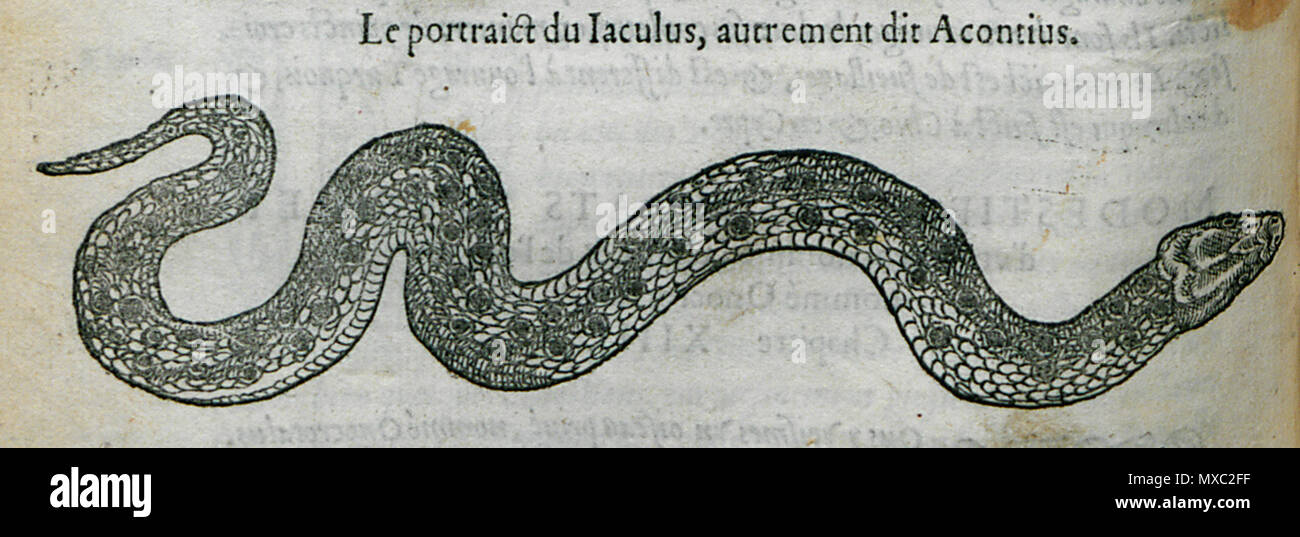 . English: Pierre Belon. Les observations de plusieurs singularitez & choses mémmorables, trouvées en Grèce, Asie, Judée, Égypte, Arabie, aux autres pays étrangers, Paris, Guillaume Cavellat & Gilles Corrozet, 1554. 1554.   Pierre Belon  (1517–1564)      Alternative names Bel.; Белон Пьер; Pierre Belon; Pierre Belon du Manse; Petrus Bellonius Cenomanus; Belon; Pierre Belon Le Mans  Description French naturalist, writer, zoologist, physician, botanist and diplomat French naturalist  Date of birth/death 1517 April 1564  Location of birth/death Cérans-Foulletourte Paris  Authority control  : Q445 Stock Photo