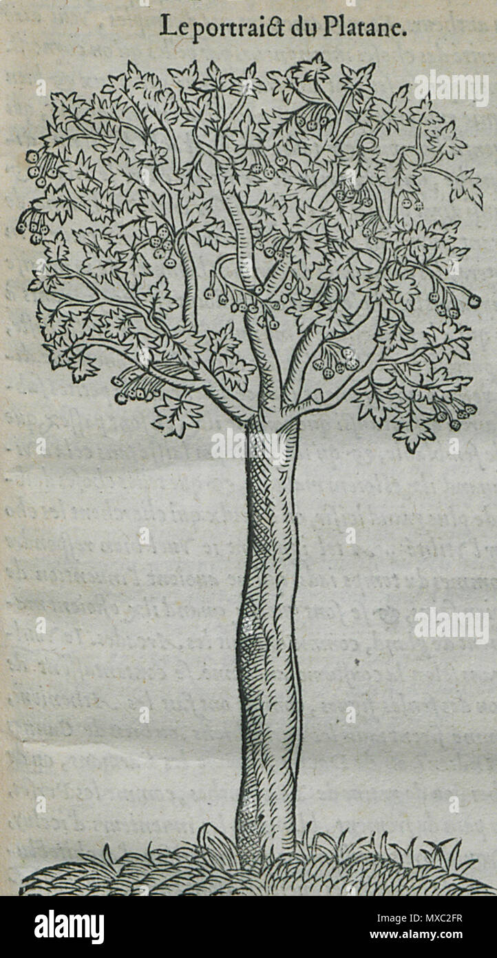 . English: Pierre Belon. Les observations de plusieurs singularitez & choses mémmorables, trouvées en Grèce, Asie, Judée, Égypte, Arabie, aux autres pays étrangers, Paris, Guillaume Cavellat & Gilles Corrozet, 1554. 1554.   Pierre Belon  (1517–1564)      Alternative names Bel.; Белон Пьер; Pierre Belon; Pierre Belon du Manse; Petrus Bellonius Cenomanus; Belon; Pierre Belon Le Mans  Description French naturalist, writer, zoologist, physician, botanist and diplomat French naturalist  Date of birth/death 1517 April 1564  Location of birth/death Cérans-Foulletourte Paris  Authority control  : Q445 Stock Photo