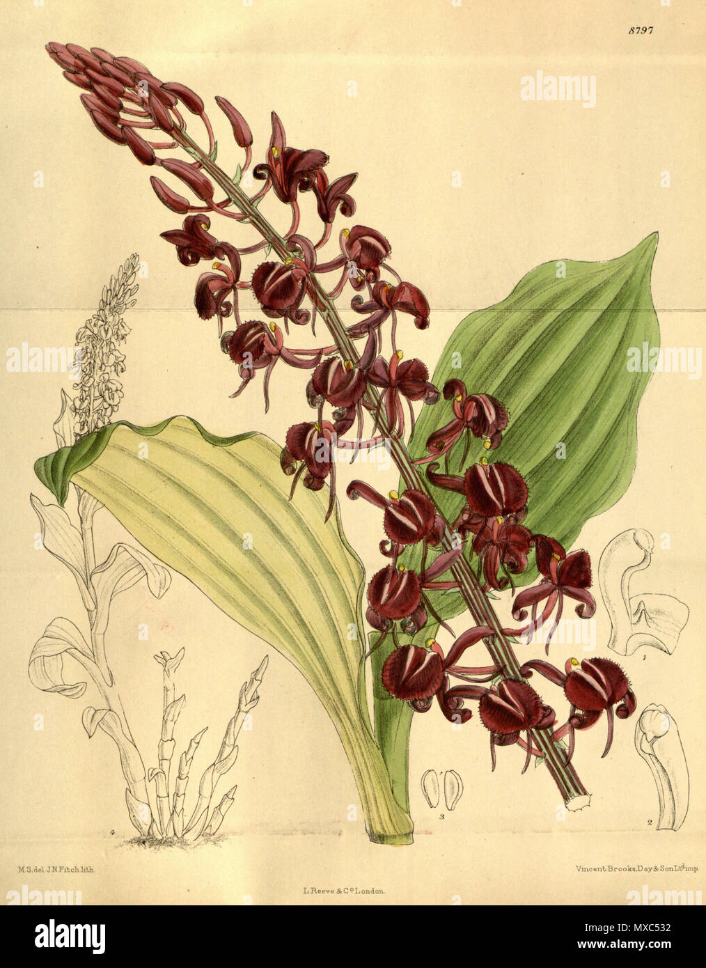 . Liparis macrantha (= Liparis gigantea), Orchidaceae . 1919. M.S. del., J.N.Fitch lith. 373 Liparis macrantha 145-8797 Stock Photo