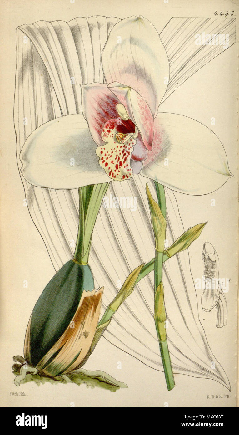 . Illustration of Lycaste skinneri . 1849. Lithographed by Walter Hood Fitch, (1817-1892) description by William Jackson Hooker (1785—1865) 383 Lycaste skinneri 1 Stock Photo