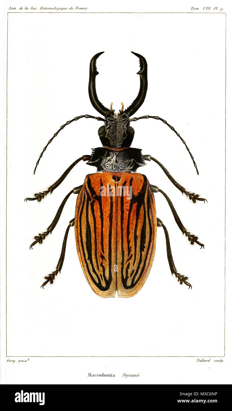 Macrodontia dejeani hi-res stock photography and images - Alamy