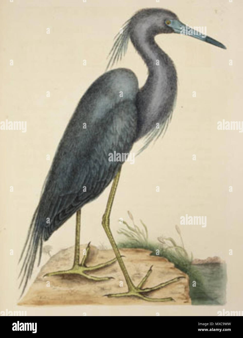 English: Mark Catesby - Heron from The Natural History of Carolina, Florida  and the Bahama Islands, 1731-1743, hand-colored engravings, William L.  Clements Library . between 1731 and 1743. Mark Catesby (1683-1749)