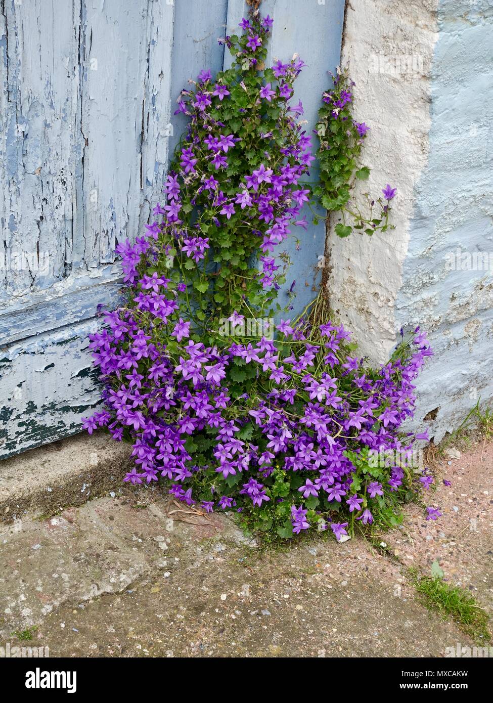 Purple flowering plant,Campanula portenschlagiana, commonly known as Bellflowers, growing in the corner of an ancient  doorway in Northern France. Stock Photo