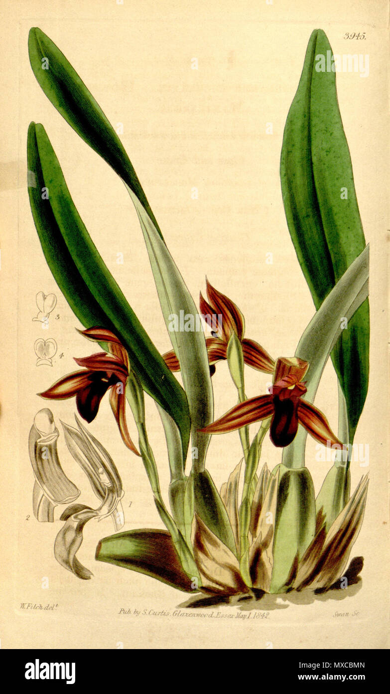 . Illustration of Maxillaria cucullata . 1842. Walter Hood Fitch (1817-1892) del., Swan sc. 409 Maxillaria cucullata - Curtis' 68 (N.S. 15) pl. 3945 (1842) Stock Photo