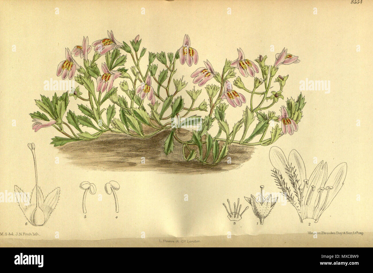 . Mazus reptans, Phrymaceae . 1914. M.S. del., J.N.Fitch lith. 409 Mazus reptans 140-8554 Stock Photo