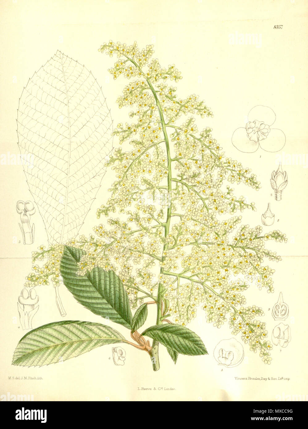 . Meliosma cuneifolia (= Meliosma dilleniifolia subsp. cuneifolia), Sabiaceae . 1911. M.S. del, J.N.Fitch, lith. 411 Meliosma cuneifolia 137-8357 Stock Photo