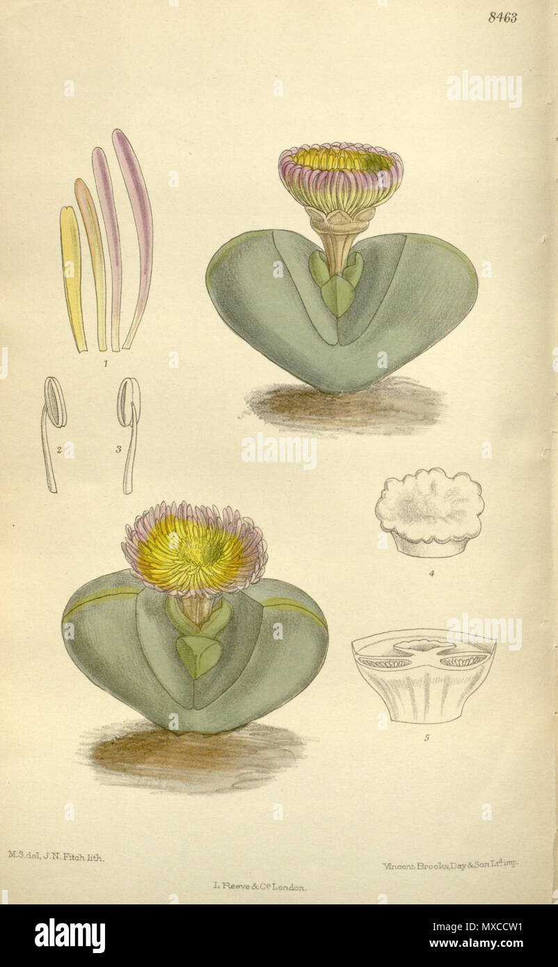 . Mesembryanthemum pearsonii (= Argyroderma pearsonii), Aizoaceae . 1912. M.S. del, J.N.Fitch, lith. 413 Mesembryanthemum pearsonii 138-8463 Stock Photo