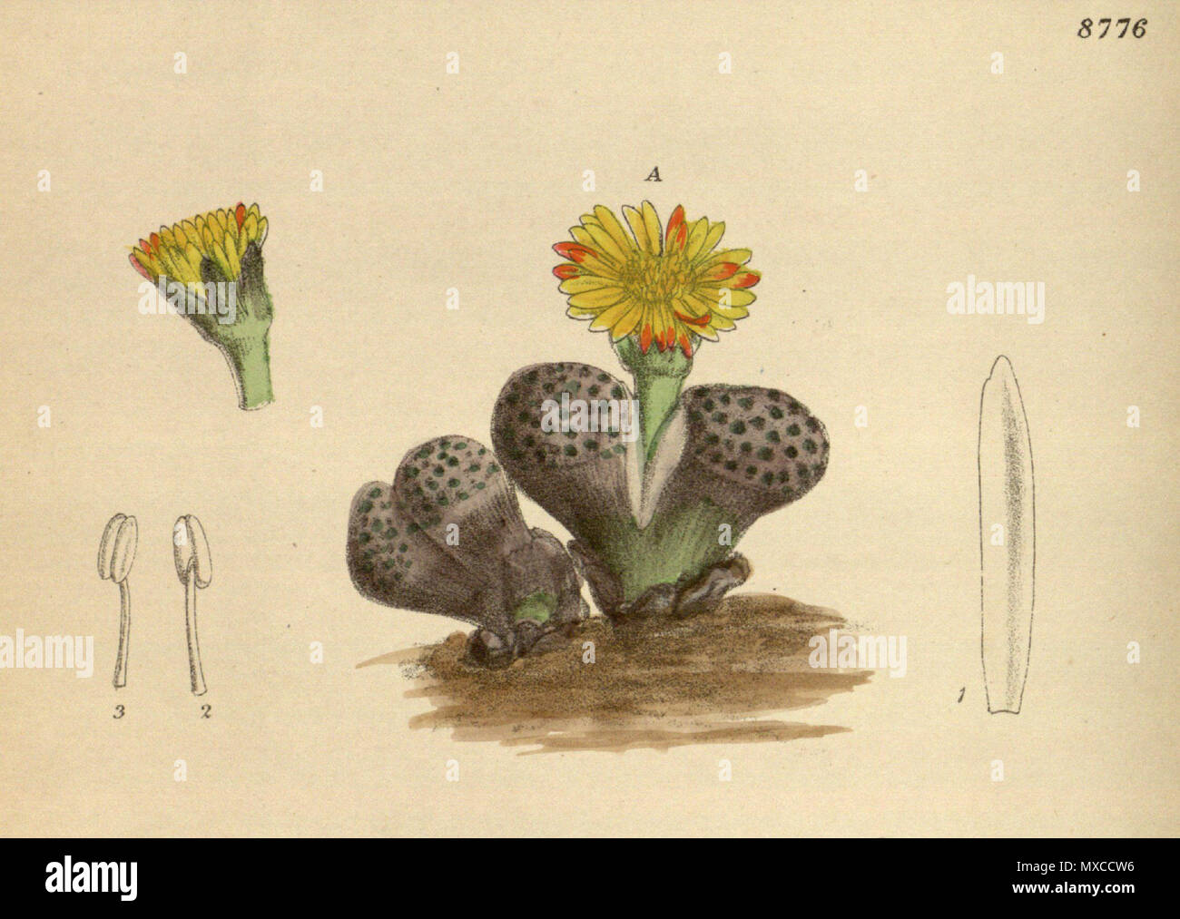 . Mesembryanthemum fulviceps (= Lithops fulviceps), Aizoaceae . 1918. M.S. del., J.N.Fitch lith. 413 Mesembryanthemum fulviceps 144-8776A Stock Photo