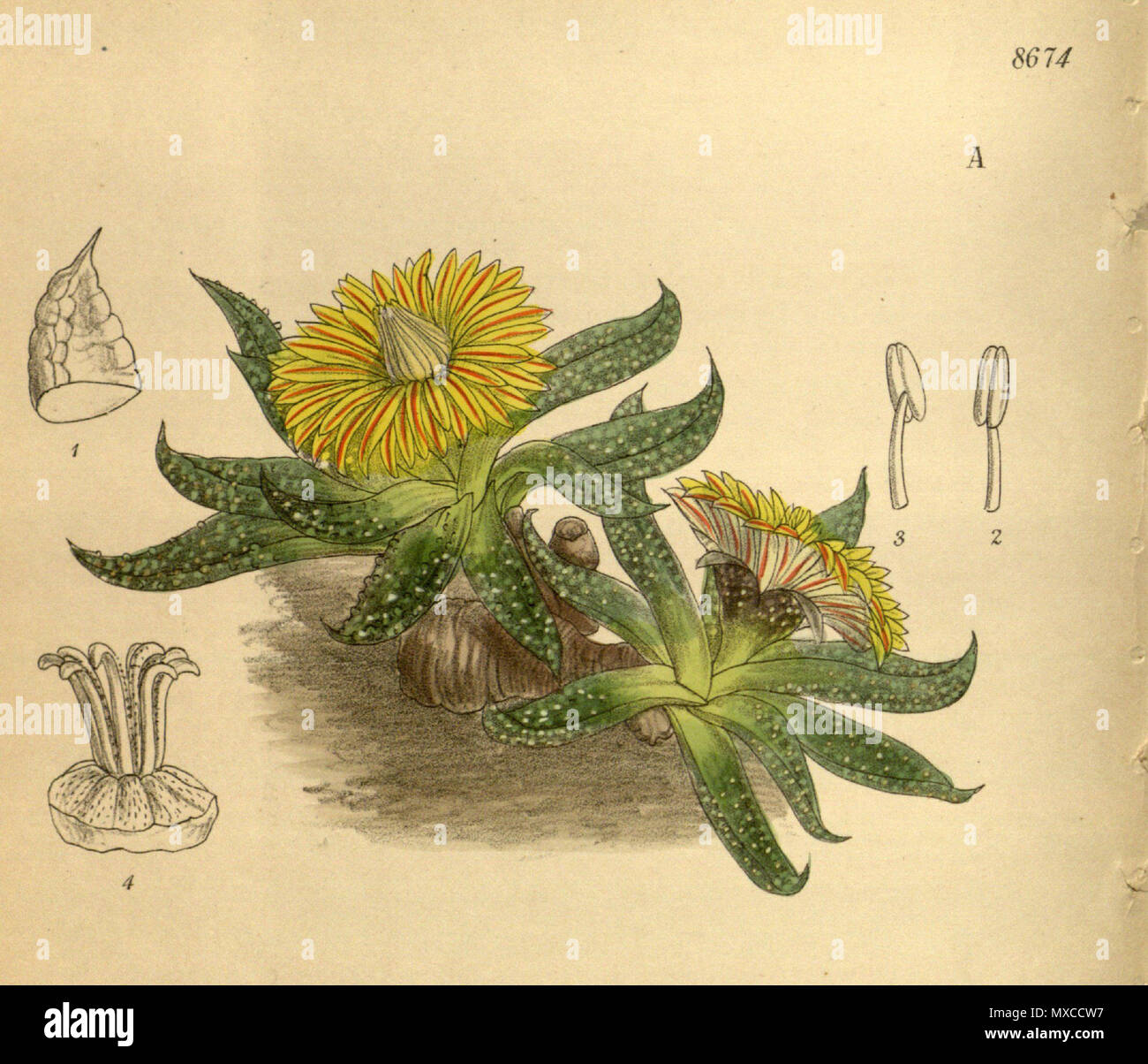 . Mesembryanthemum transvaalense (= Nananthus vittatus), Aizoaceae . 1916. M.S. del., J.N.Fitch lith. 413 Mesembryanthemum transvaalense 142-8674A Stock Photo