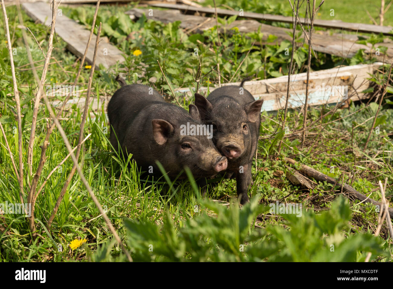 two village young pigs Stock Photo