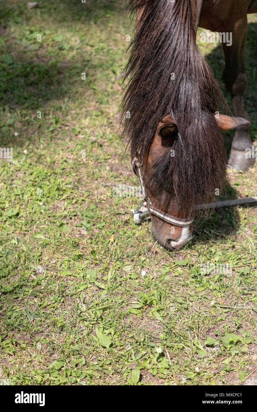 Hungry horse hires stock photography and images Alamy